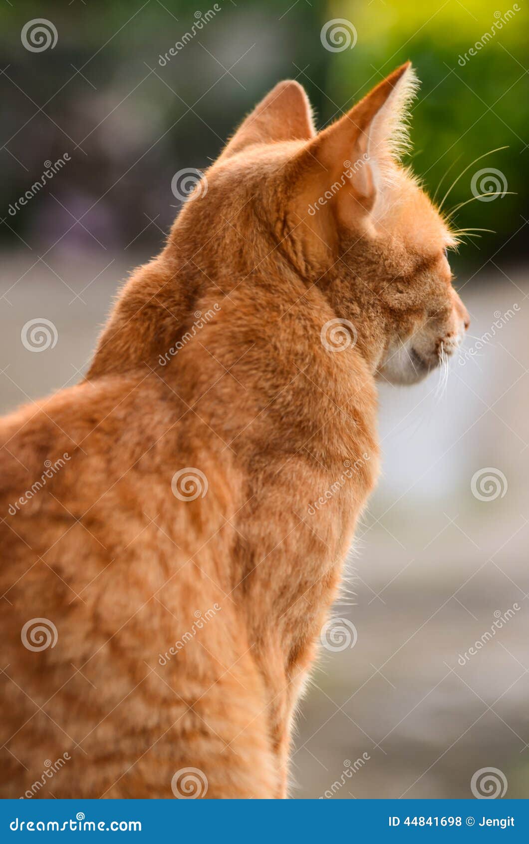 Yellow cat turns stock photo. Image of fluffy, rest, lovely 44841698