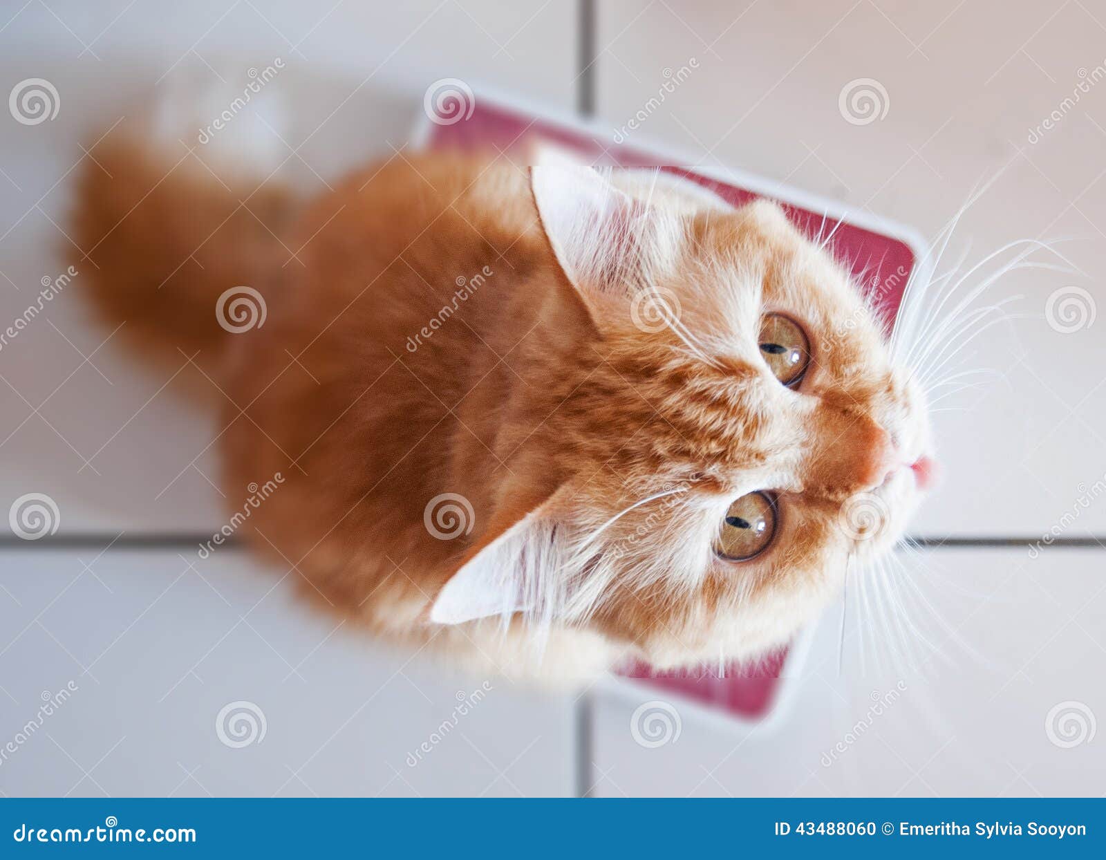 https://thumbs.dreamstime.com/z/yellow-cat-weighing-scale-looking-up-annoyed-expression-43488060.jpg