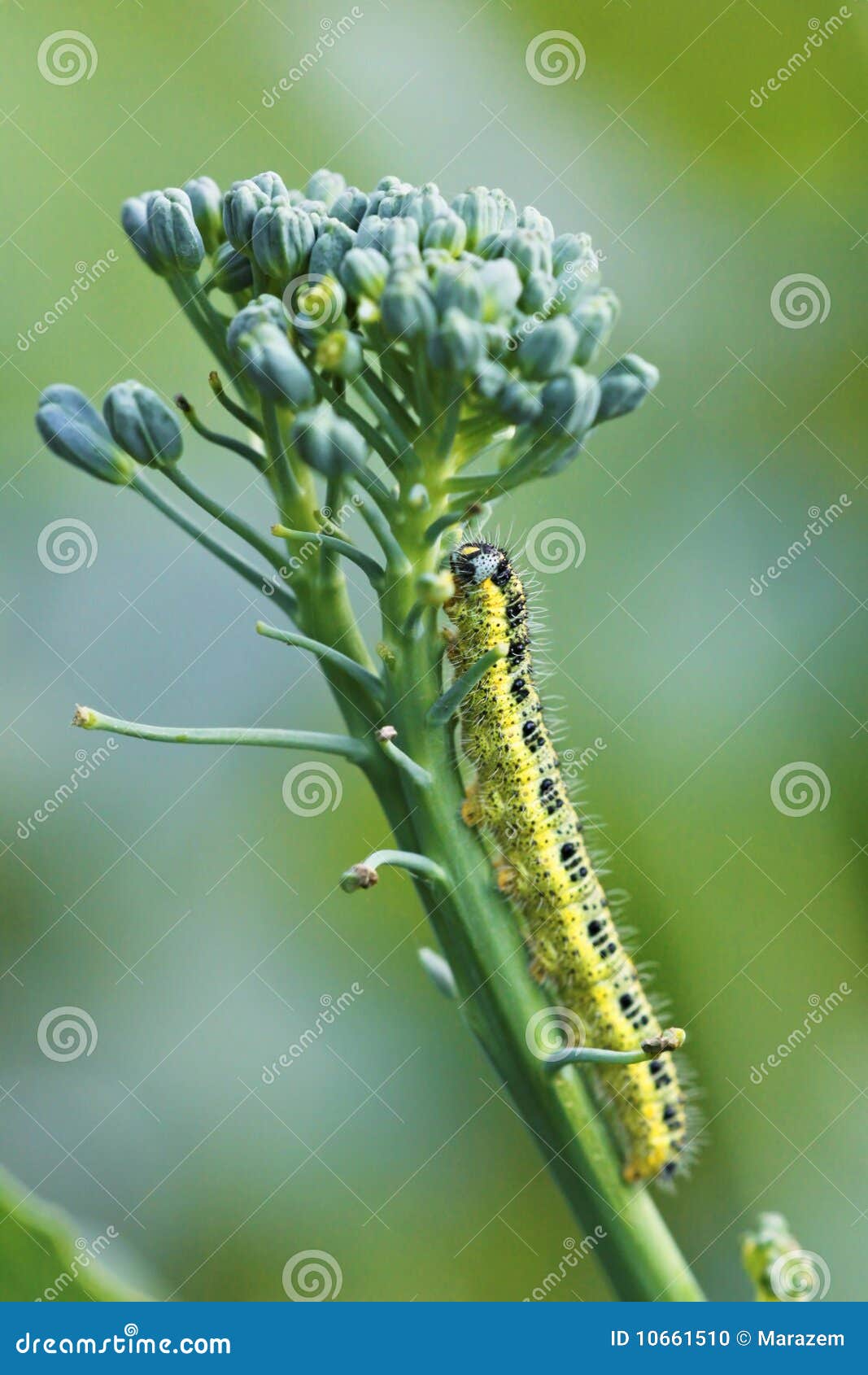 Yellow caterpillar stock photo. Image of insect, wildlife 10661510