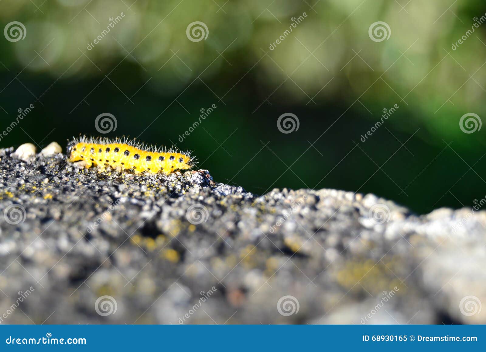 Yellow Caterpillar with Black Dots Stock Image Image of nature