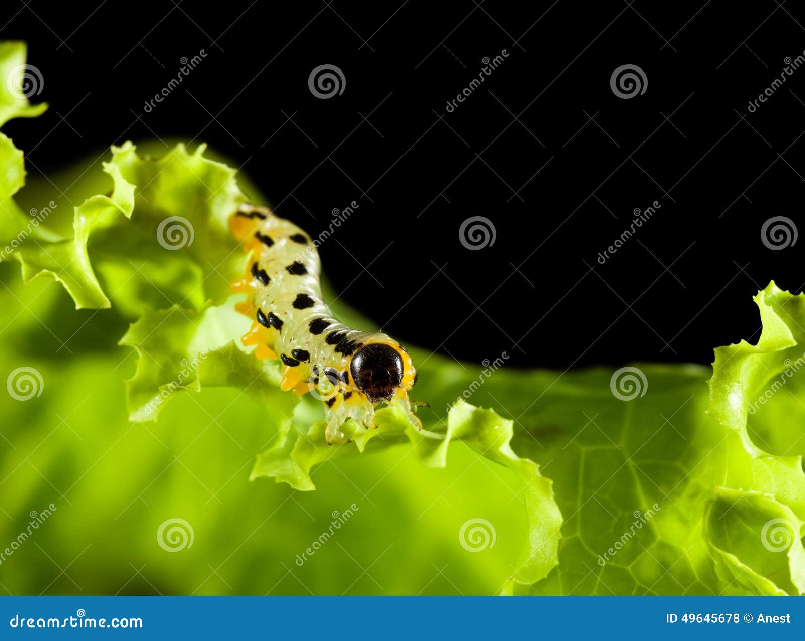Yellow Caterpillar Crawling on Lettuce Leaf Stock Photo Image of