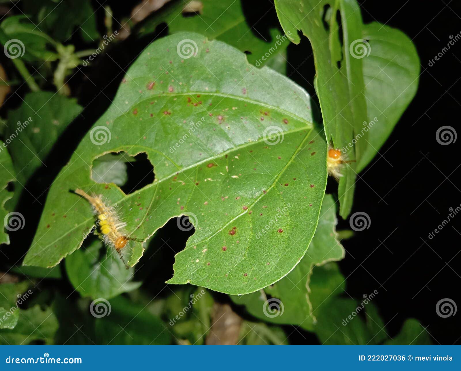 Yellow Caterpillar Eating Leaves Stock Photo Image of caterpillar