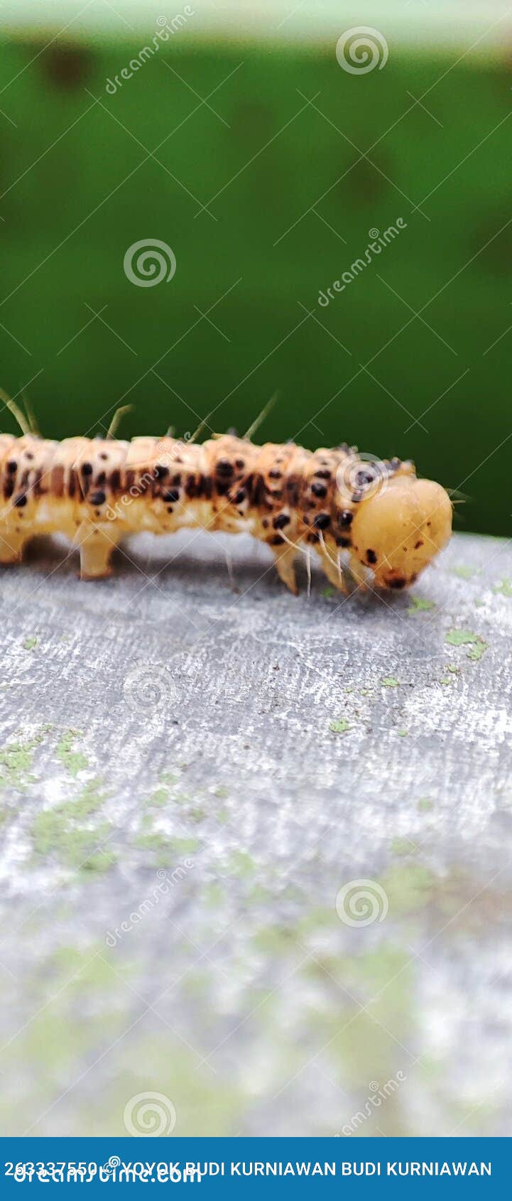 Yellow Caterpillars Look Around Seeking a Path Stock Photo Image of
