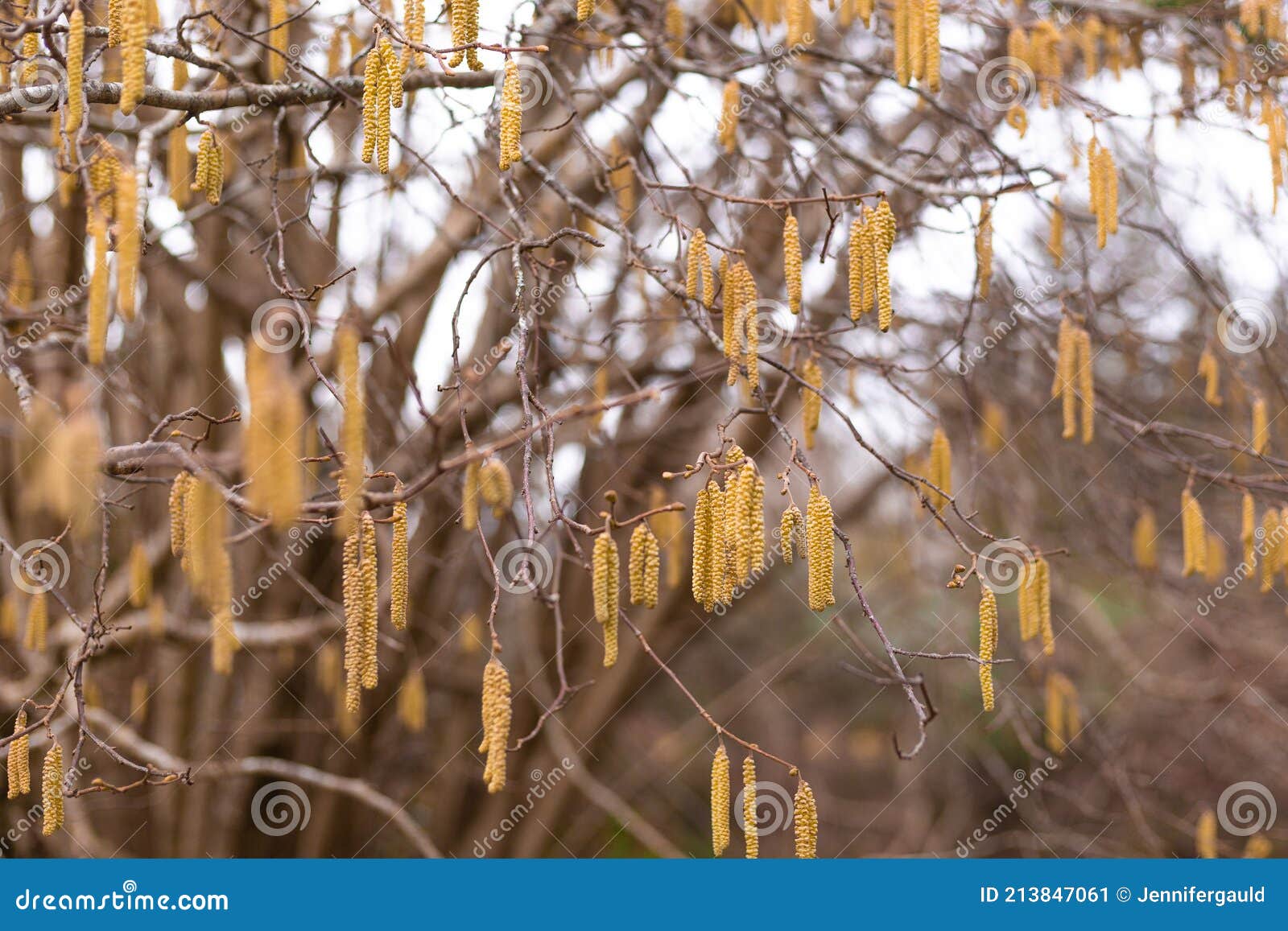 Catkins Hanging from a California Hazel Tree Stock Image Image of