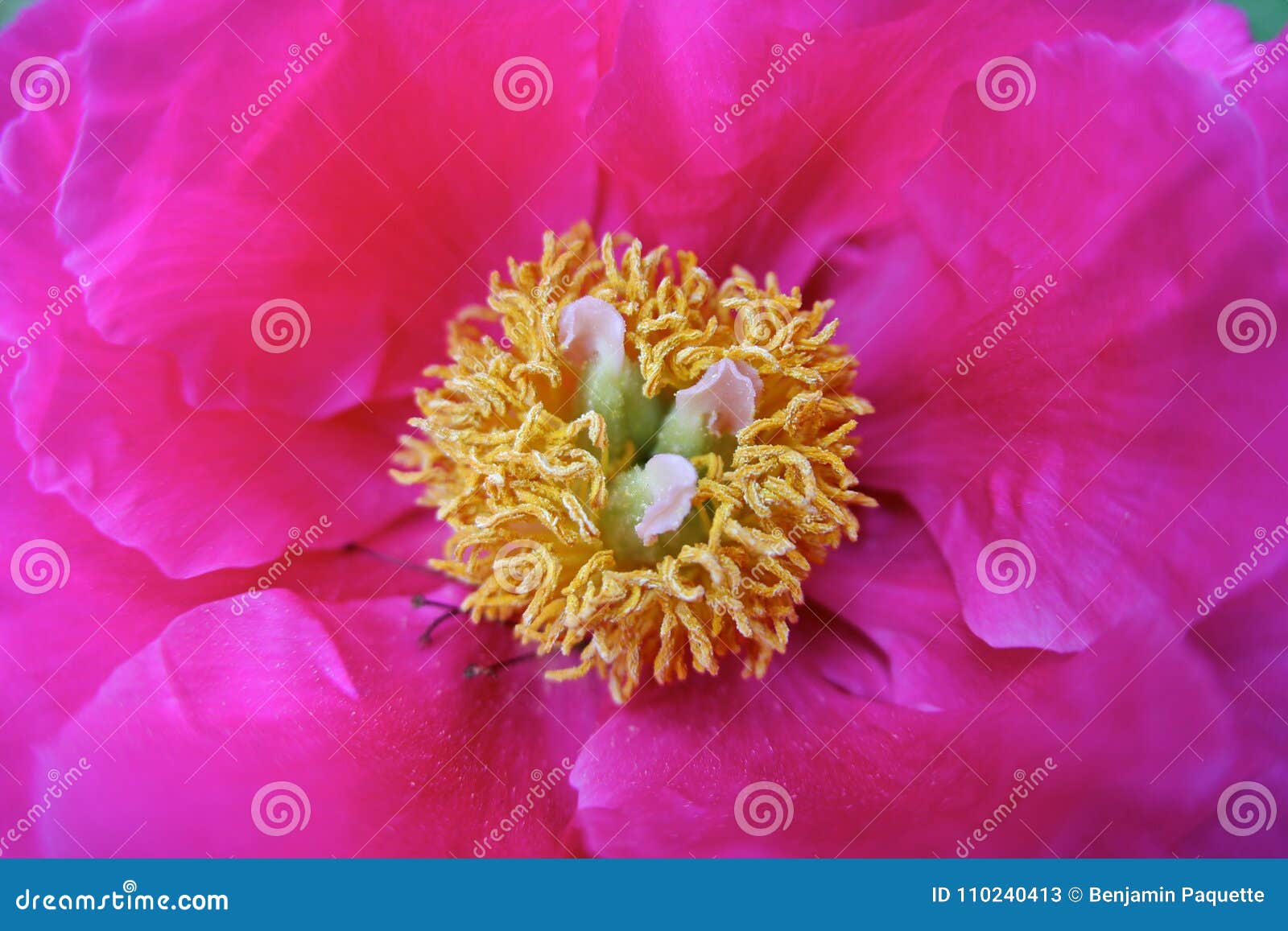 Yellow Center of a Pink Flower Stock Image Image of green, blossom 110240413