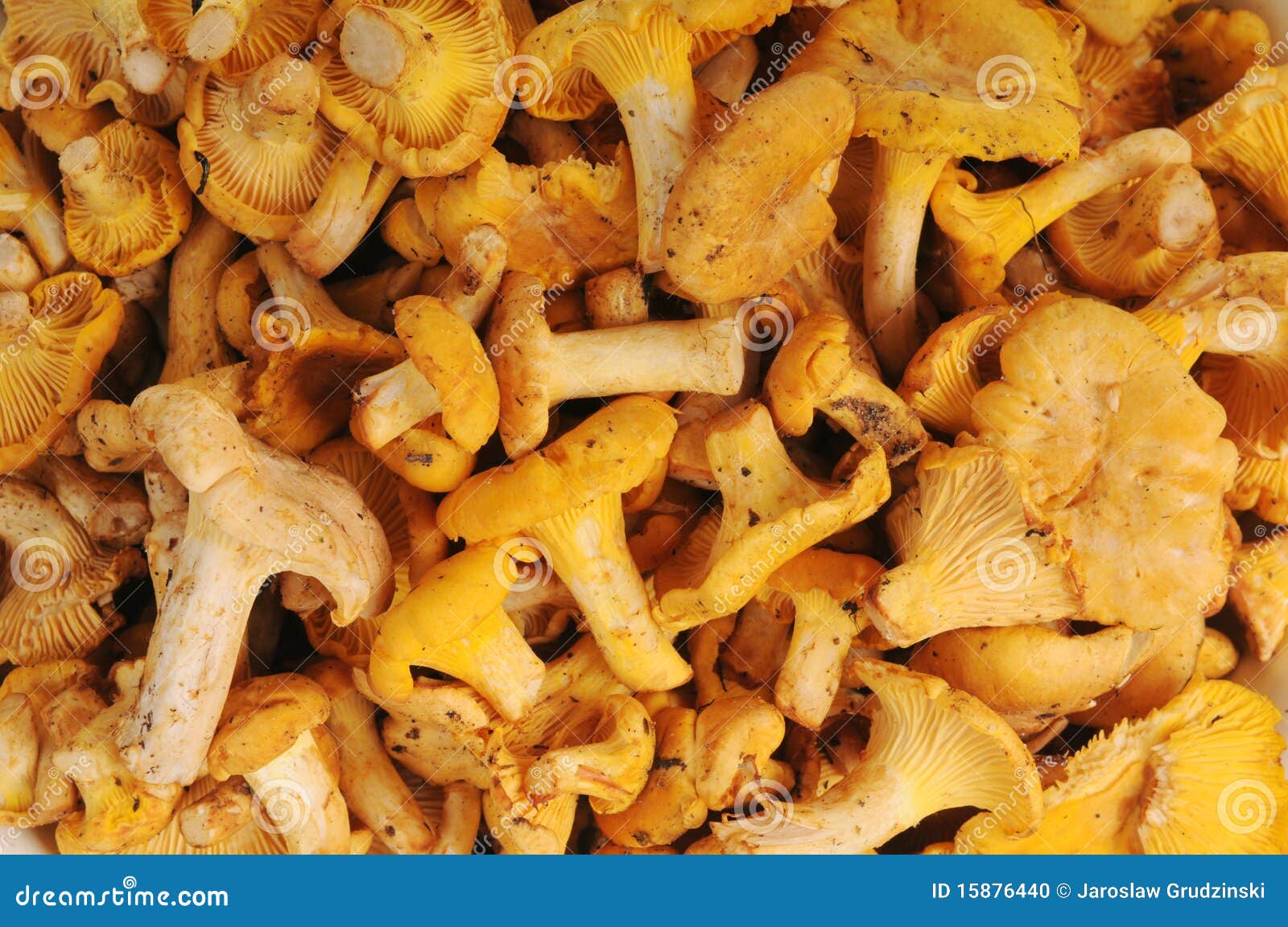 Yellow Chanterelle Mushrooms Stock Photo Image of culinary