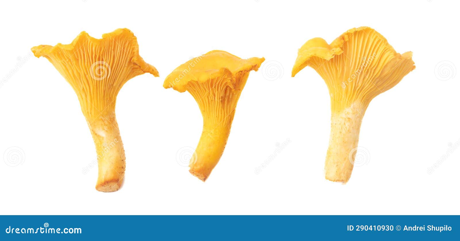 Yellow Chanterelle Mushrooms Isolated on White Background Stock Photo