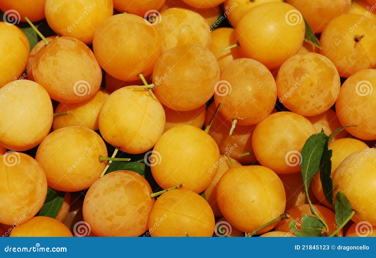 Yellow Cherries stock image. Image of cherries, picked 21845123