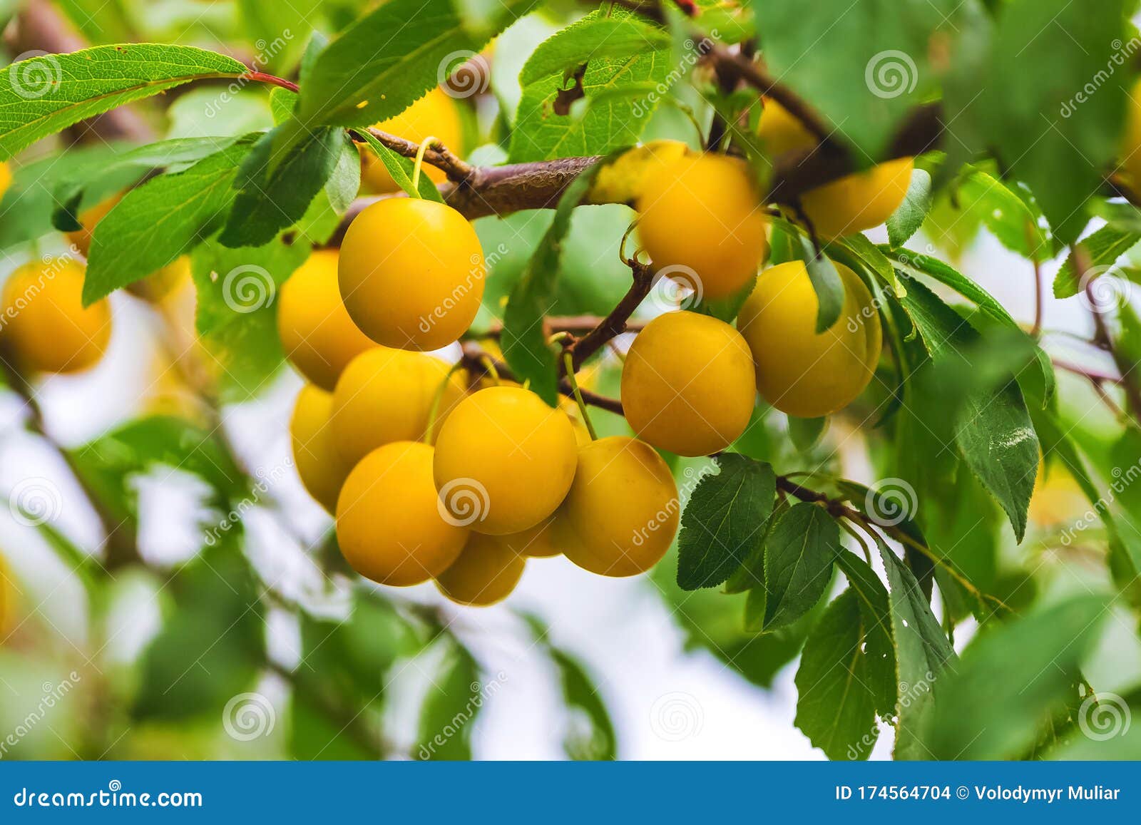 Drevo z rumeno češnjo kot sadjem