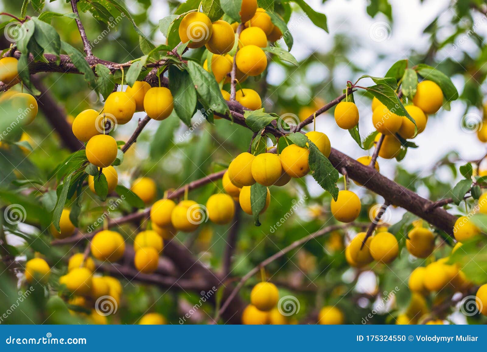 Yellow Cherry Plum Fruits on the Tree during Ripening_ Stock Photo