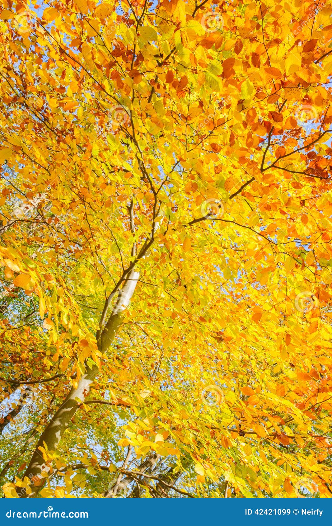 Yellow Cherry Tree in Autumn Park Stock Image Image of autumn