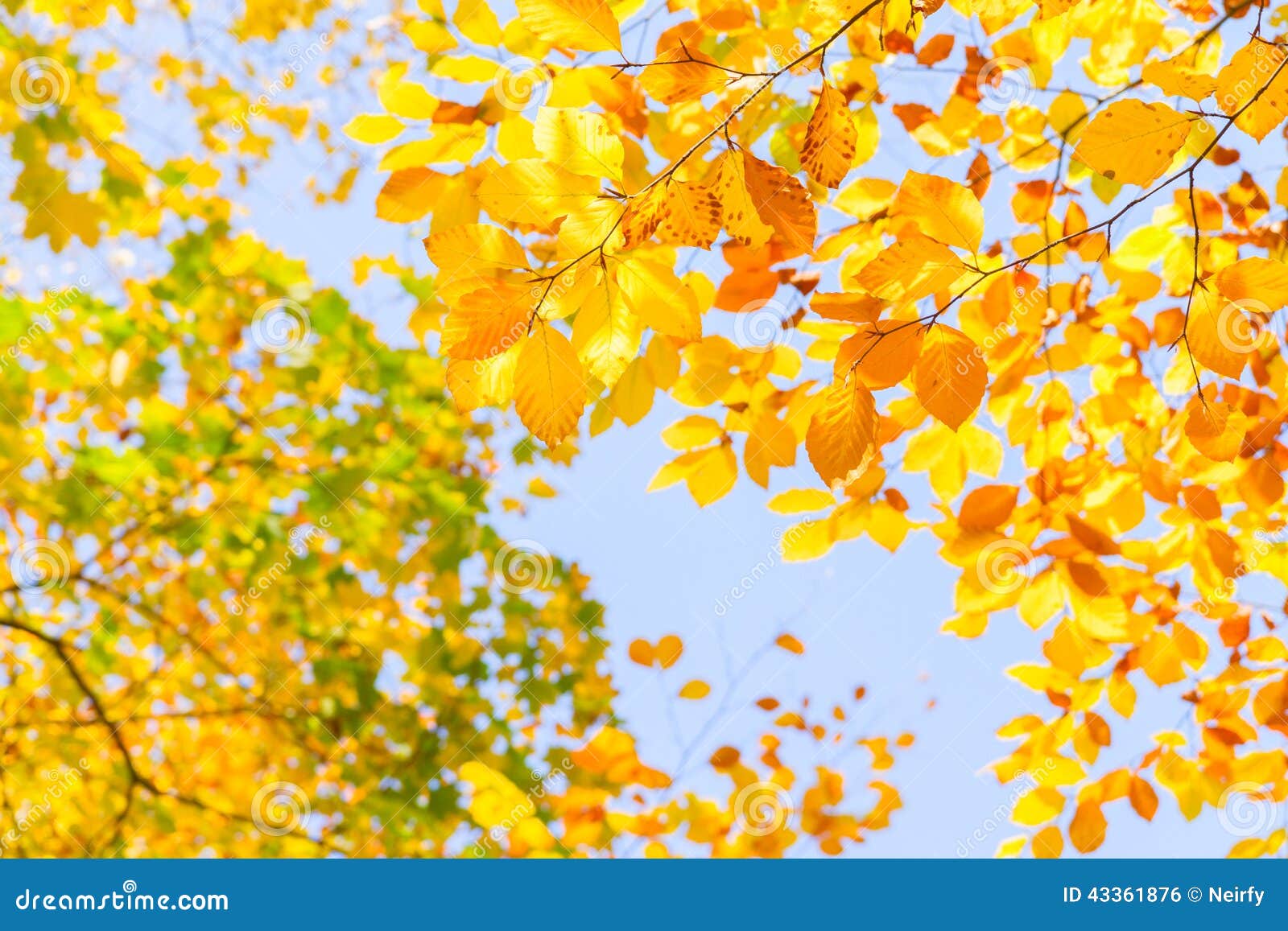 Yellow Cherry Tree in Autumn Park Stock Photo Image of backdrop