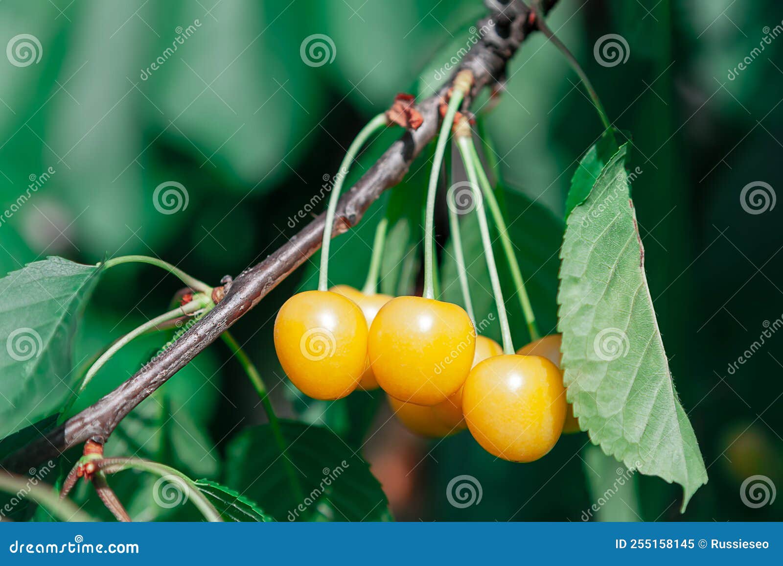 Yellow cherry at tree stock image. Image of cherries 255158145