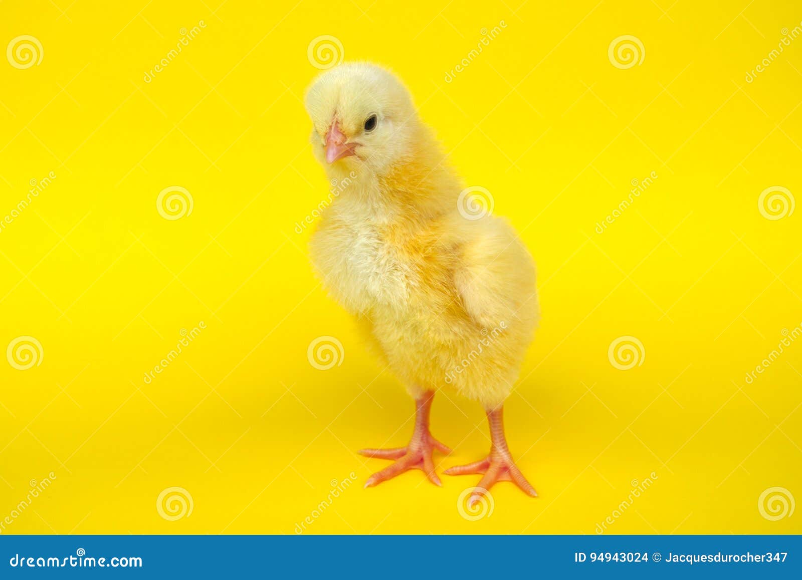 Yellow chick studio portrait baby hen standing agriculture livestock. Little chick on yellow background studio baby hen cute newborn animal