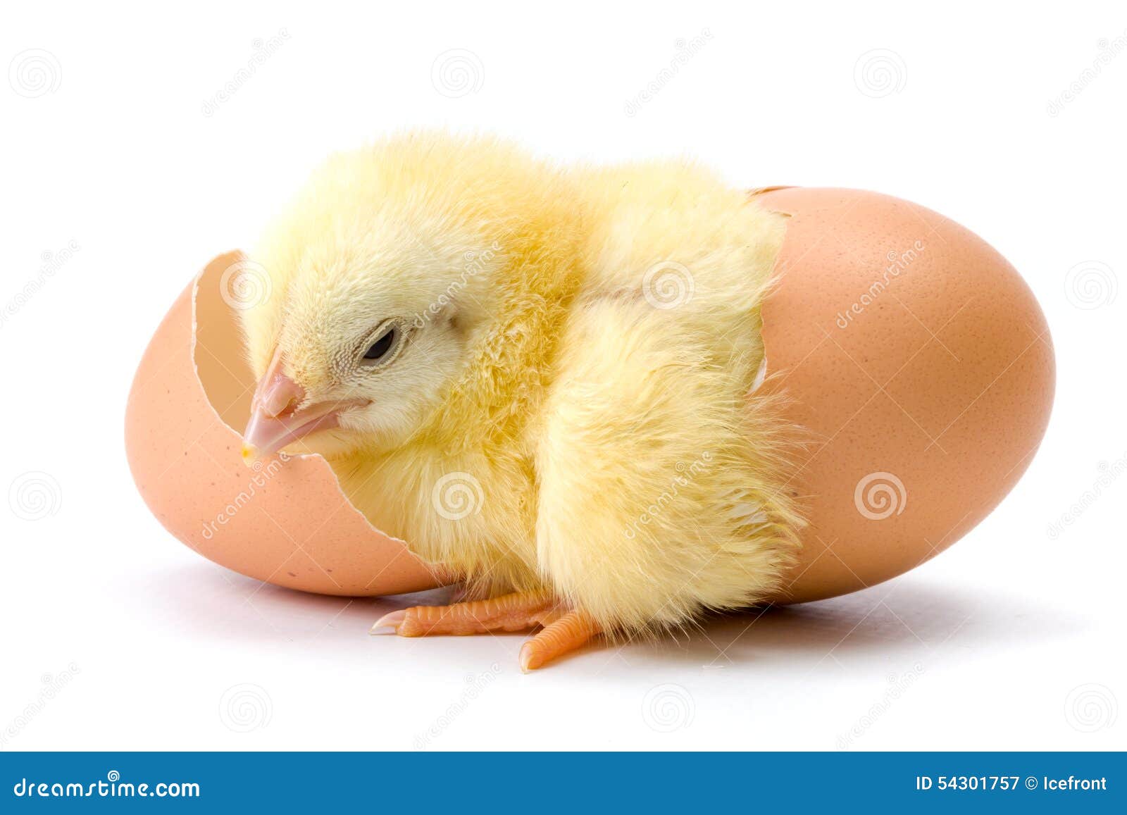 Yellow Chicken Hatching From Egg Royalty Free Stock Photography