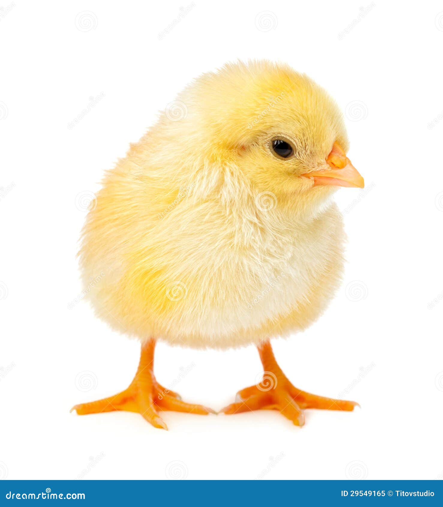 Yellow Chicken Isolated on a White Stock Image Image of animal
