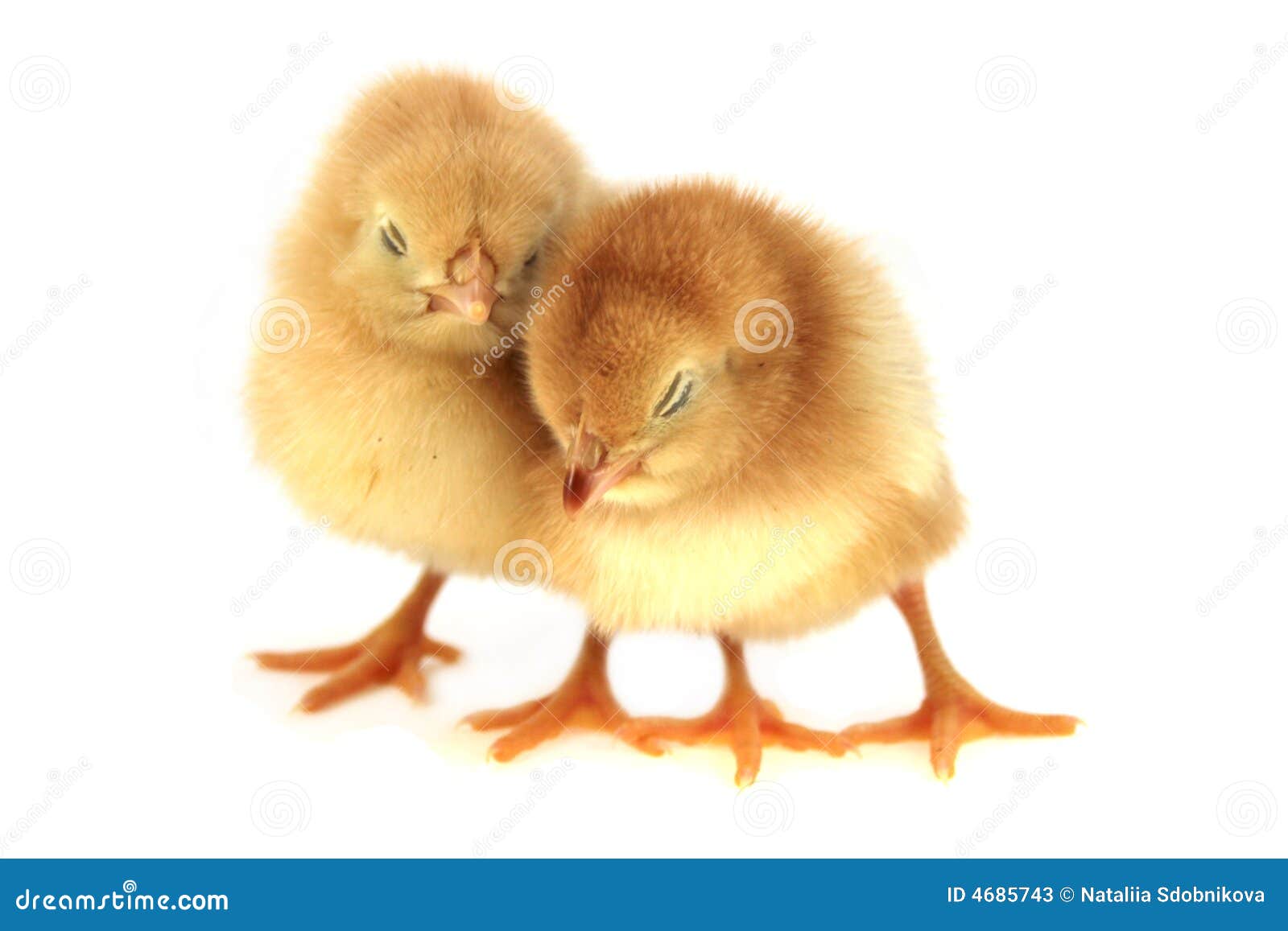 Yellow chickens stock image. Image of nature, baby, growth 4685743