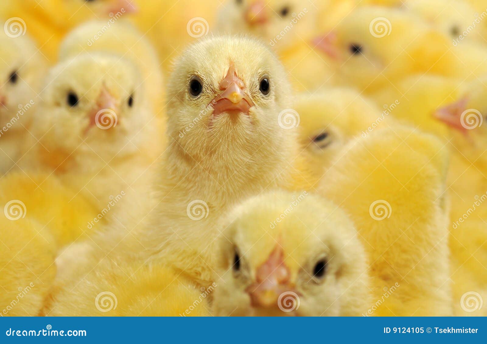 Yellow chickens stock image. Image of poultry, isolated 9124105