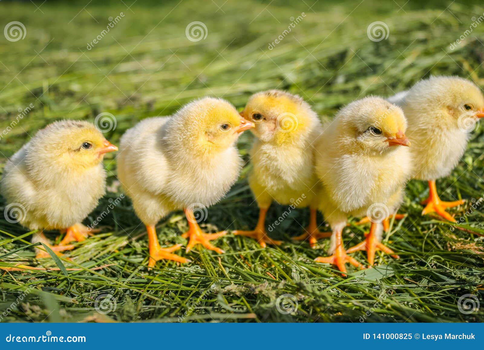 Small Chicks