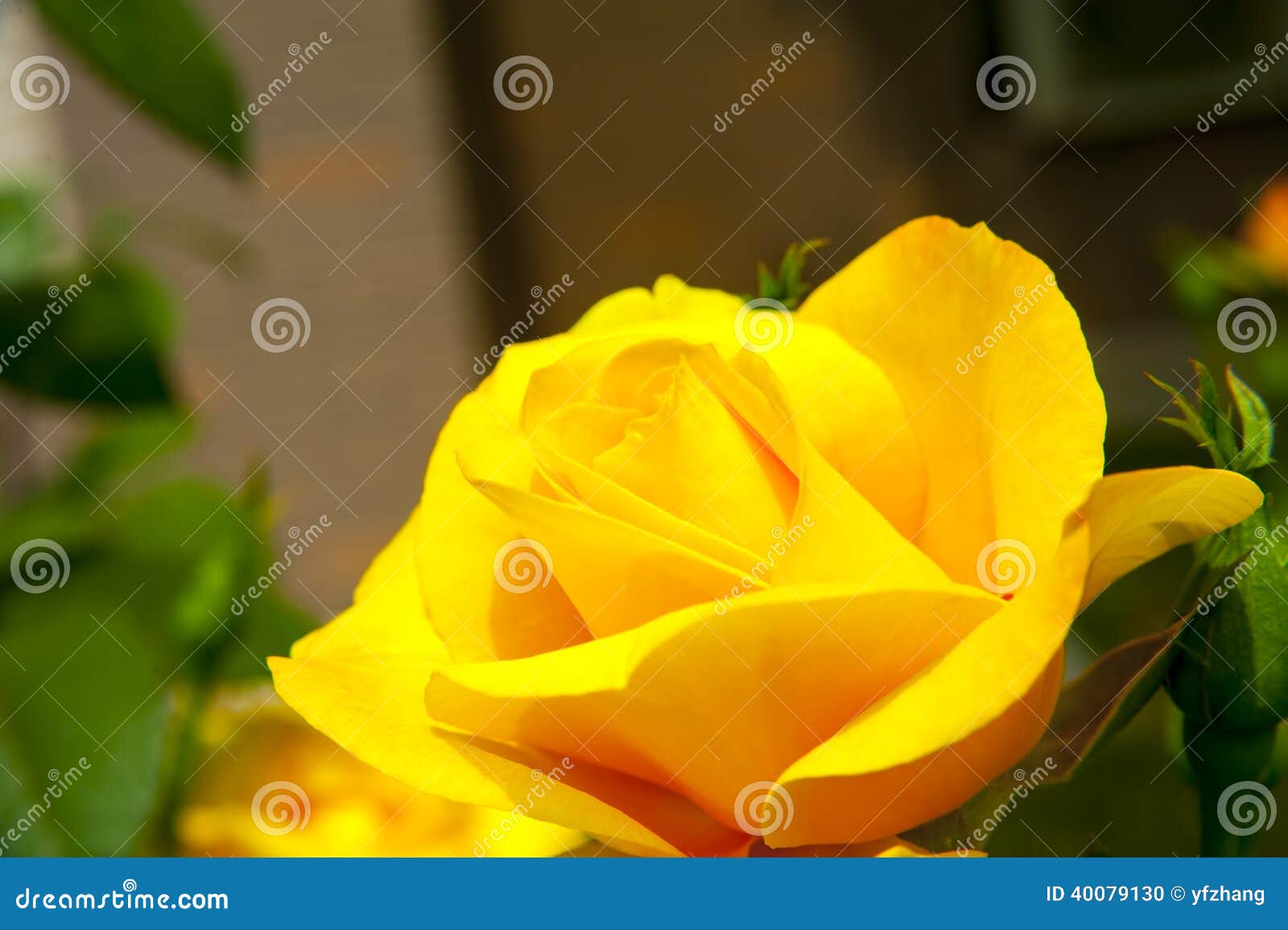 Yellow China Rose Rosa Chinensis Jacq Stock Photo Image of china