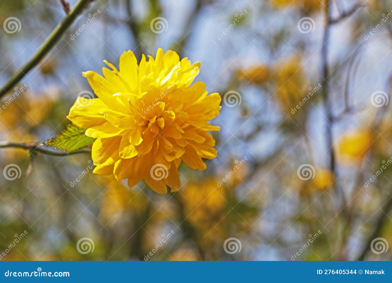 Yellow Chinese Rose Flower Illuminated by the Sun. Stock Photo Image