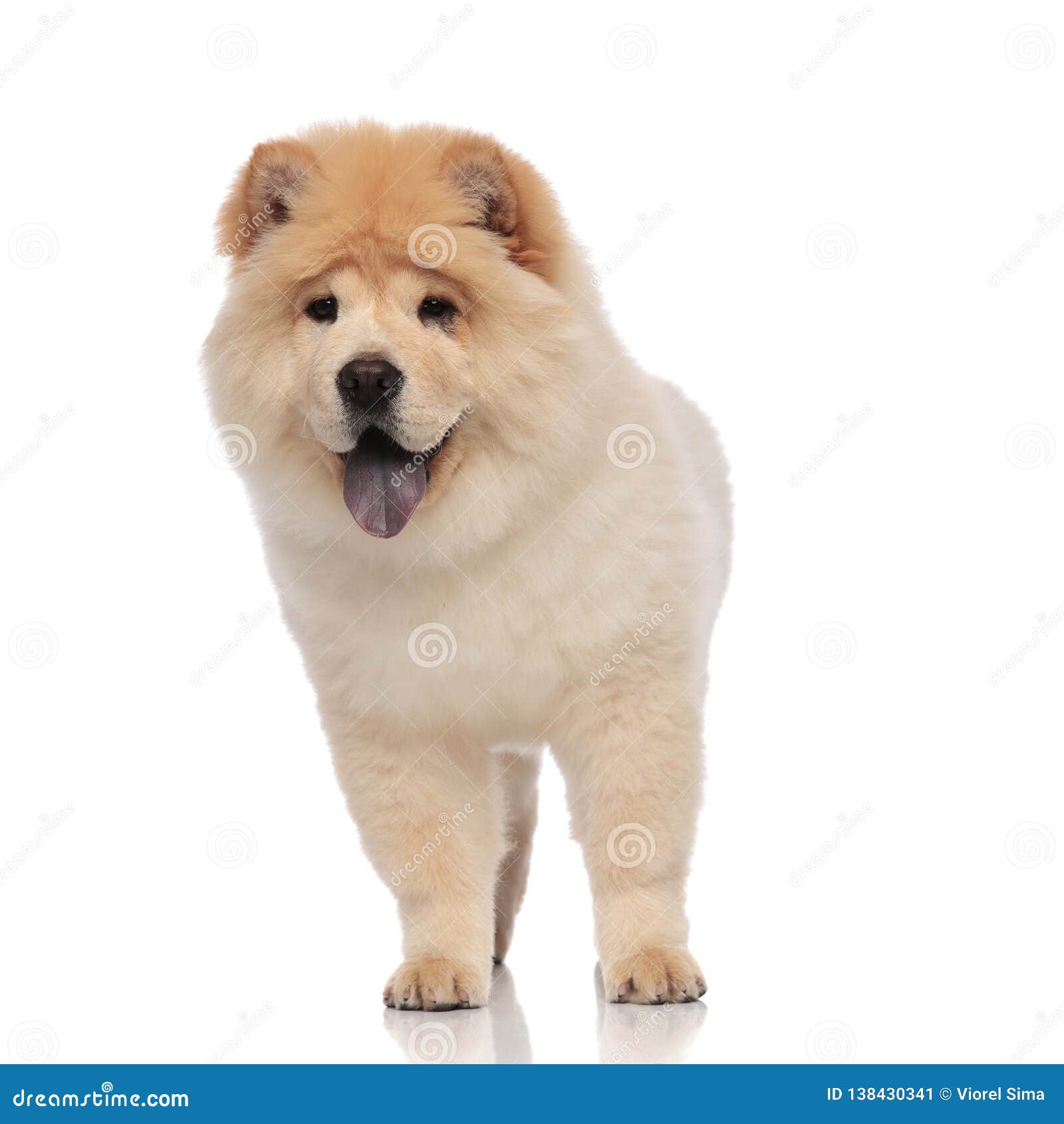 yellow chow chow