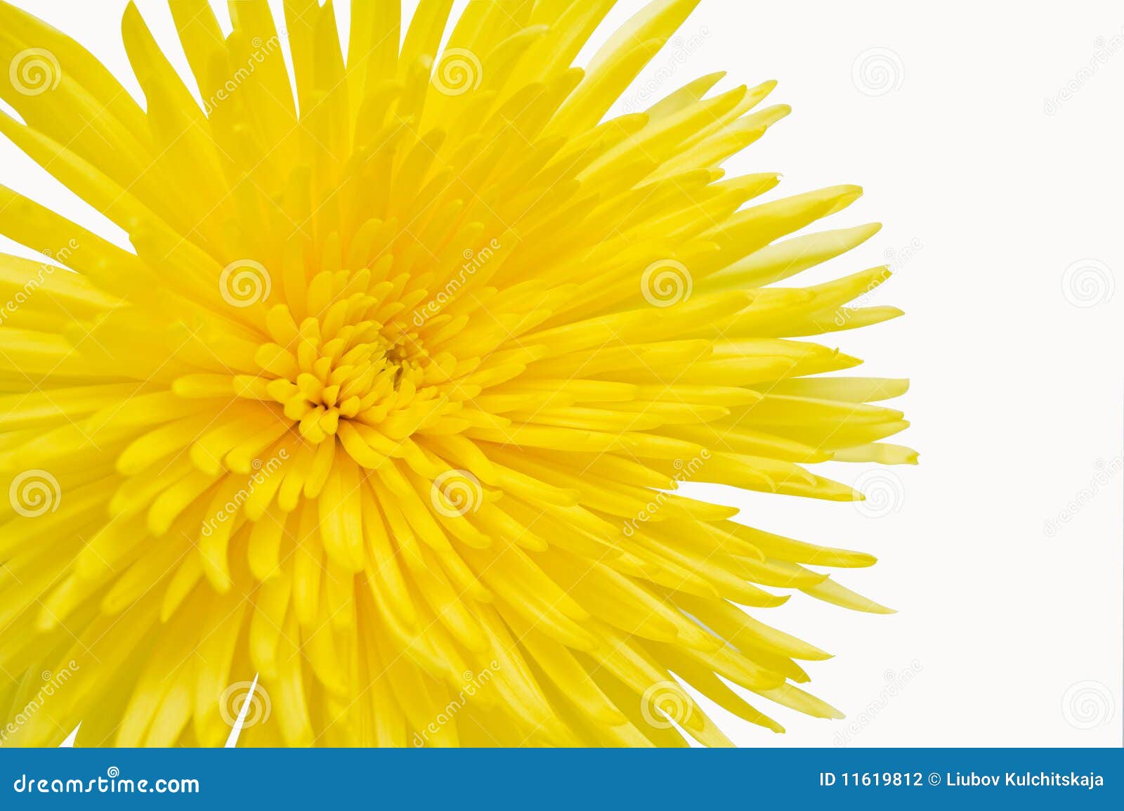 Yellow Chrysanthemum. stock photo. Image of flora, color 11619812