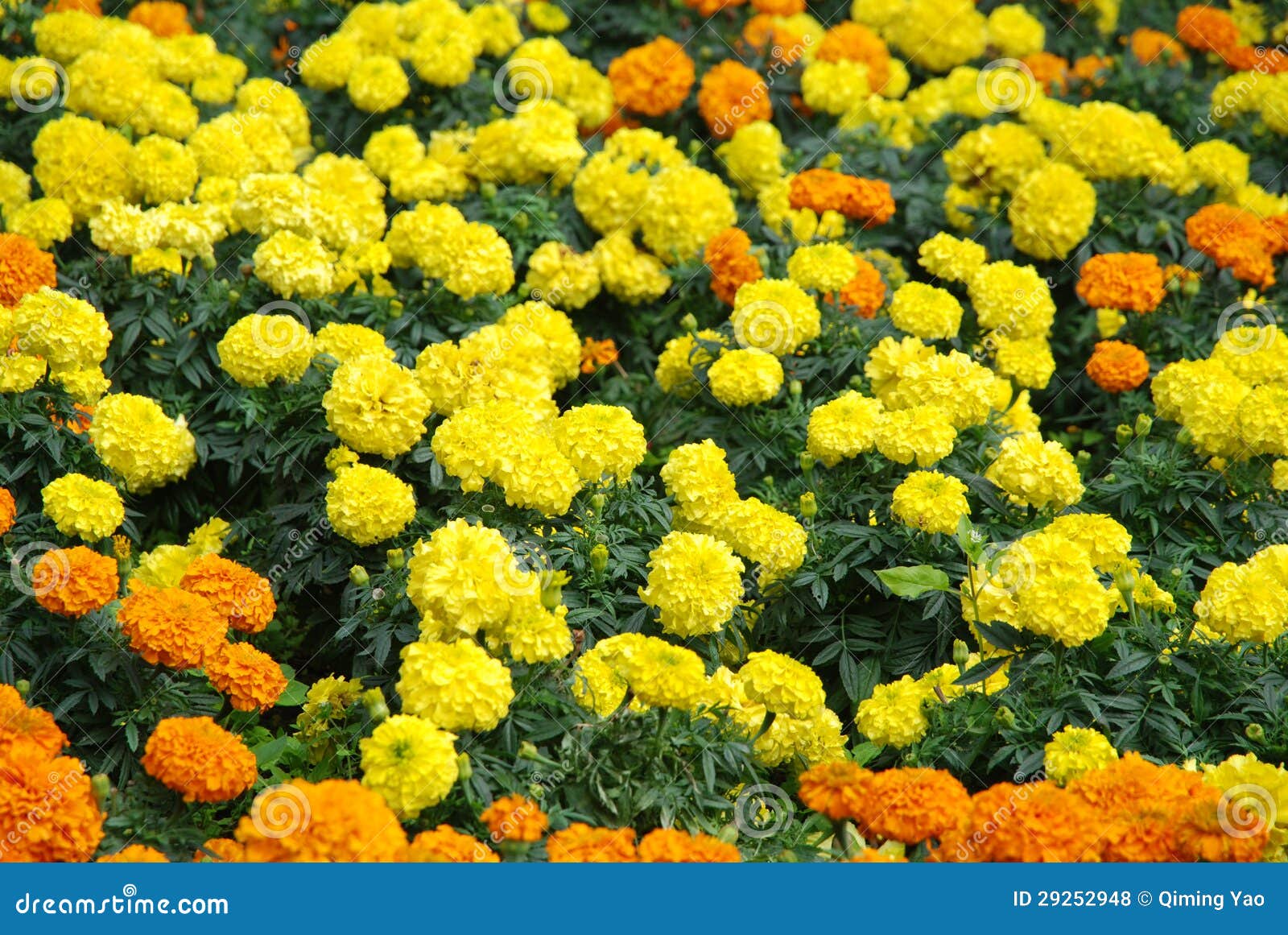 Yellow chrysanthemum stock photo. Image of background 29252948