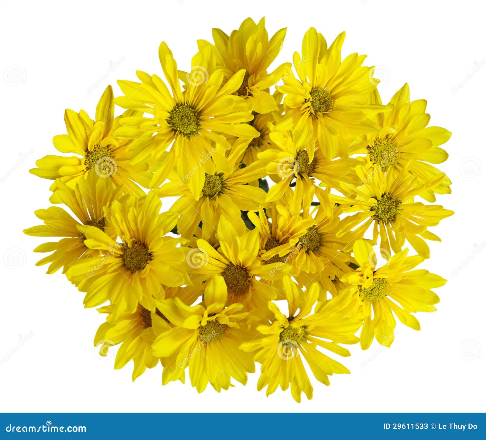 Yellow Chrysanthemum Flower Stock Image - Image of closeup, pistil ...