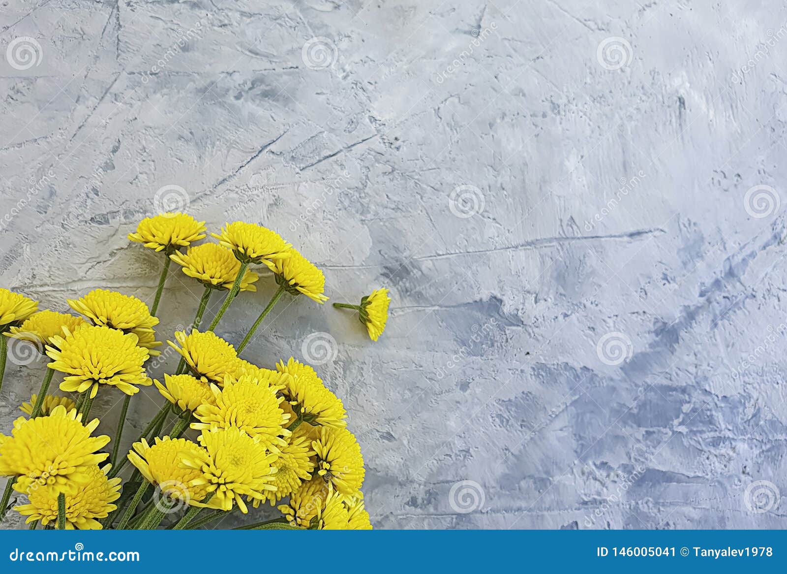 yellow chrysanthemum blossom flower borde holiday anniversary beauty on concrete background frame