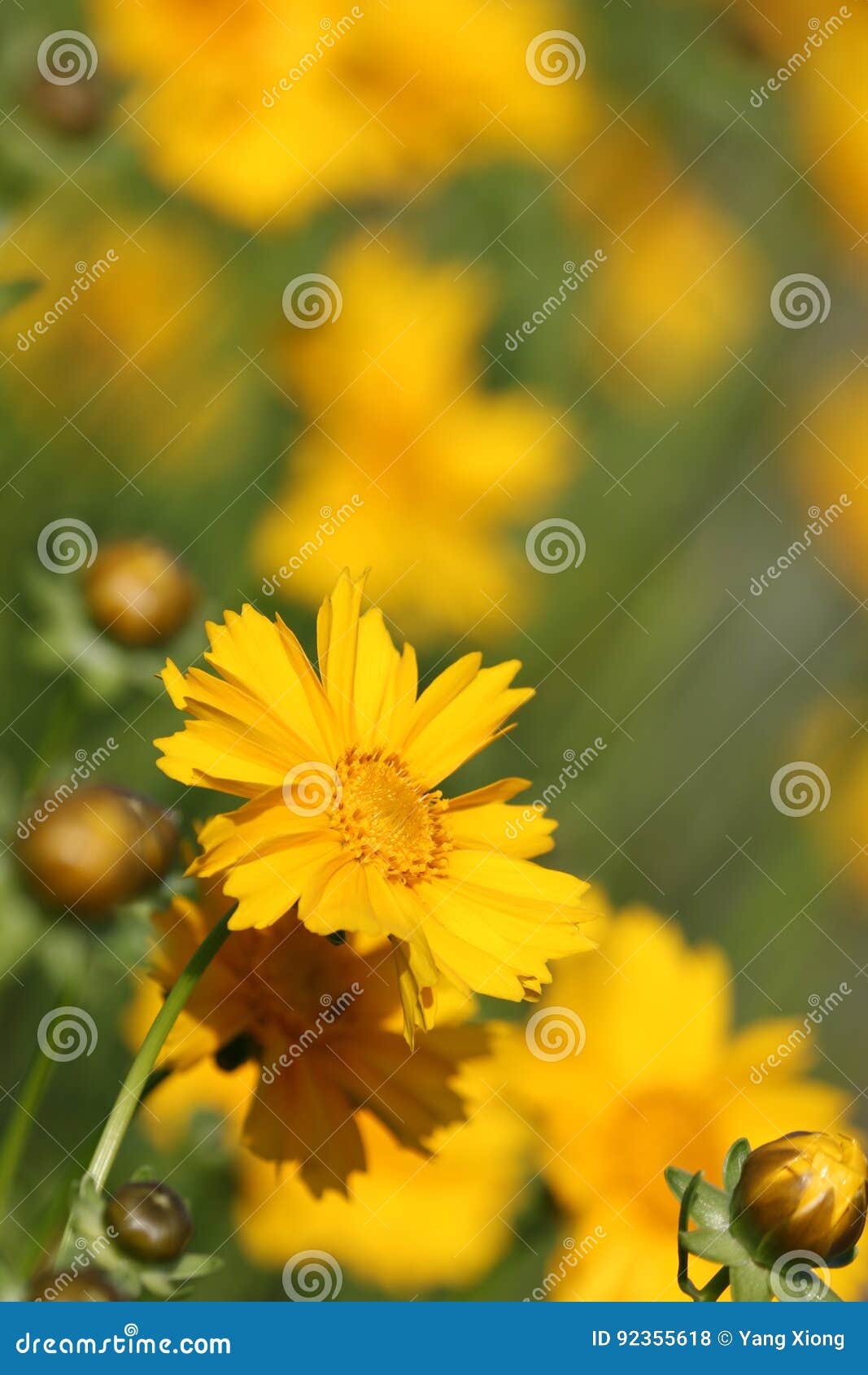 Yellow Chrysanthemum Flower in Japan Stock Photo Image of blossom