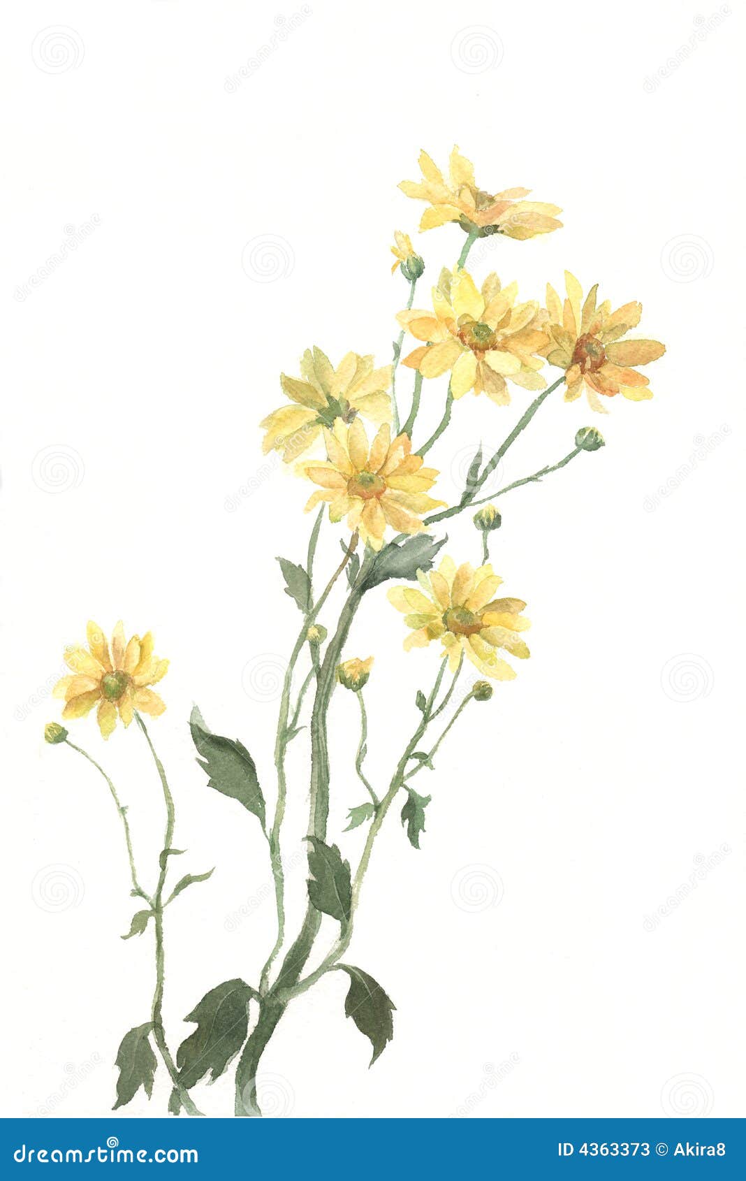 Yellow Chrysanthemum Flowers Watercolor Painting Stock 