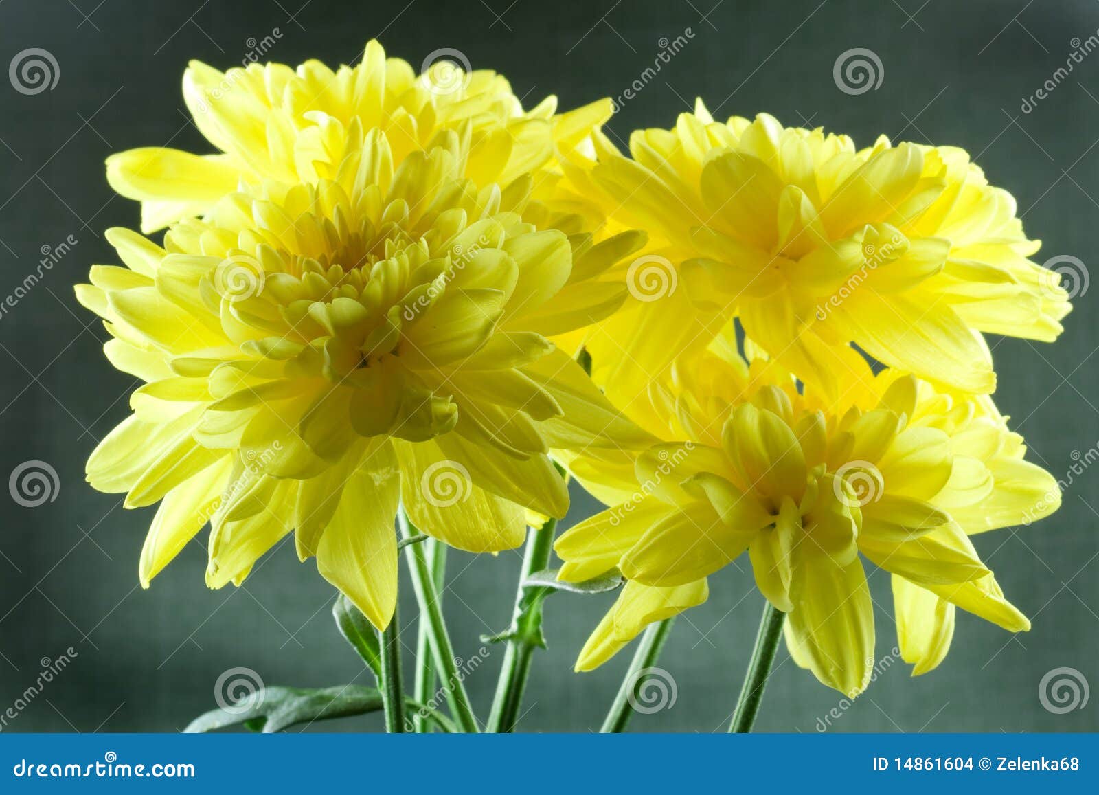 Yellow chrysanthemums stock photo. Image of flowers, plant 14861604