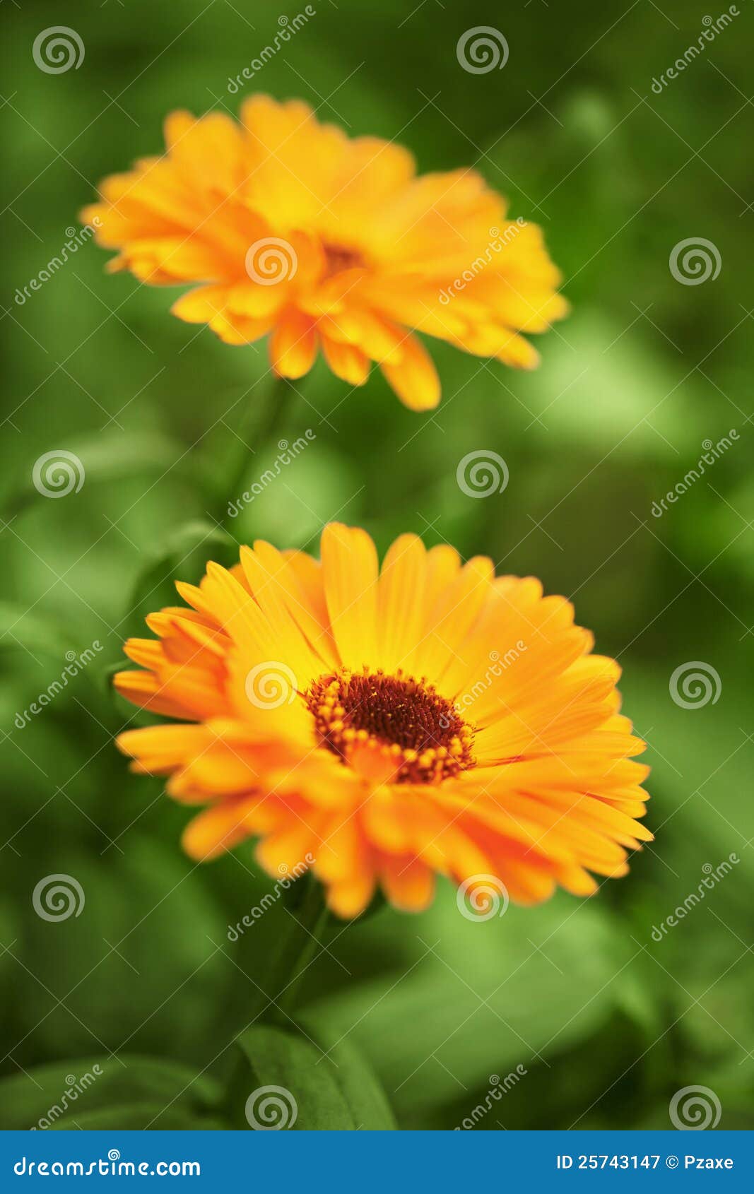 Yellow chrysanthemums stock image. Image of grass, chrysanthemum 25743147