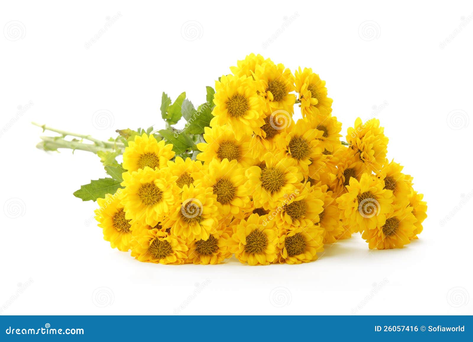 Yellow chrysanthemums stock photo. Image of fresh, flower 26057416