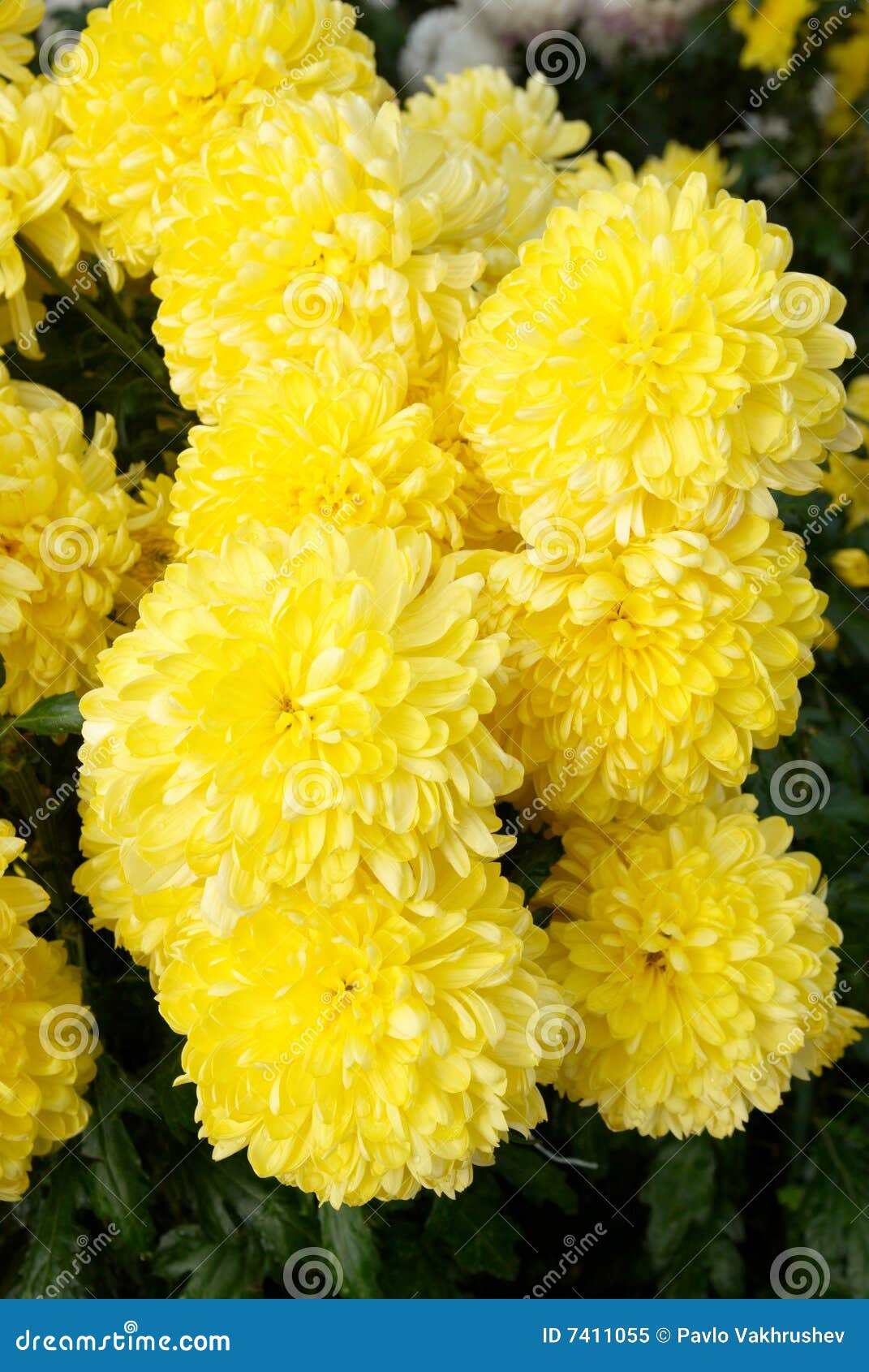 Yellow chrysanthemums. stock image. Image of beauty, bouquet 7411055