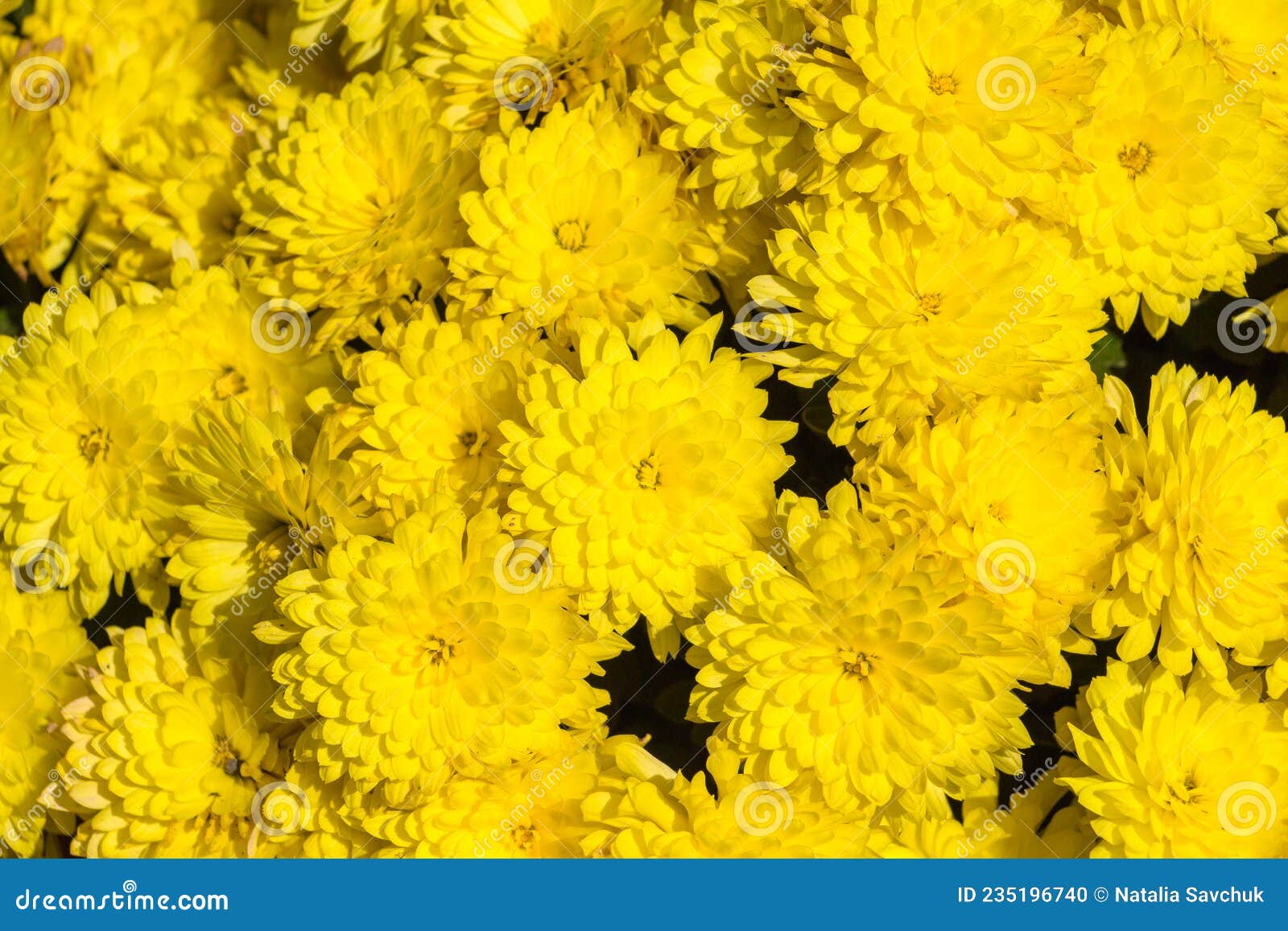Yellow chrysanthemums stock photo. Image of pollen, abstract 235196740