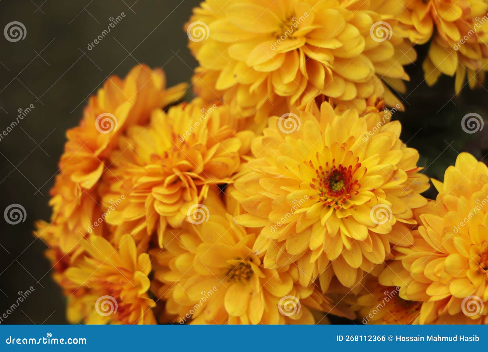 Yellow Chrysanthemums Daisy Flower Background Pattern Bloom Stock Photo