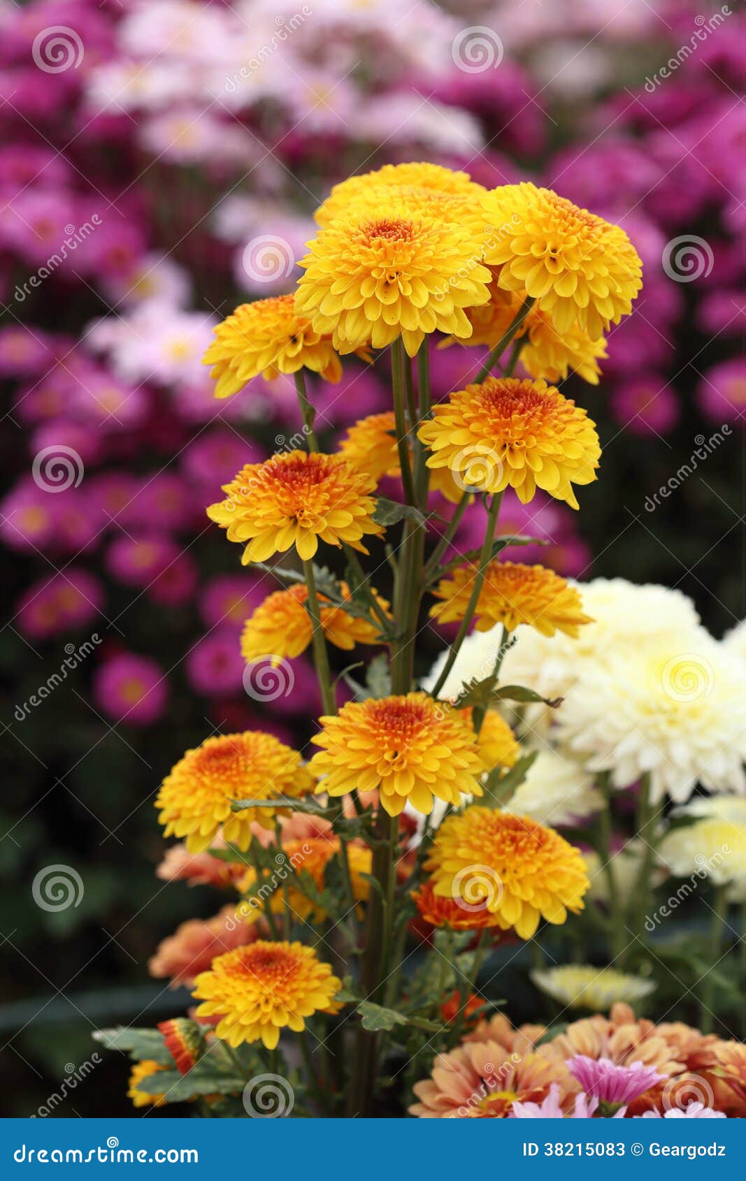 Yellow Chrysanthemums Flowers Stock Image Image of color, macro 38215083
