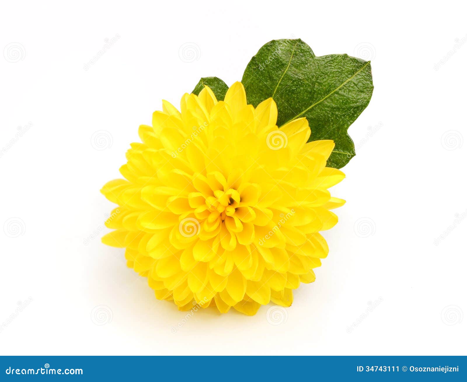 Yellow Chrysanthemums with Leaves Close Up. Stock Image Image of