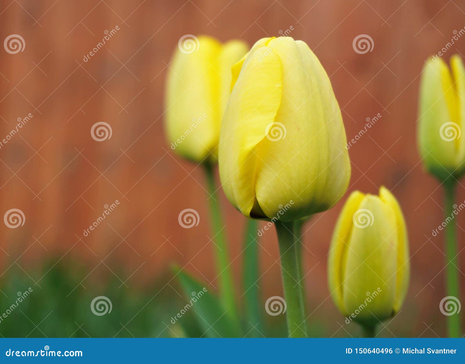 Download Yellow Closed Tulip Flower With A Wooden Background Stock Photo Image Of Closeup Flora 150640496 Yellowimages Mockups