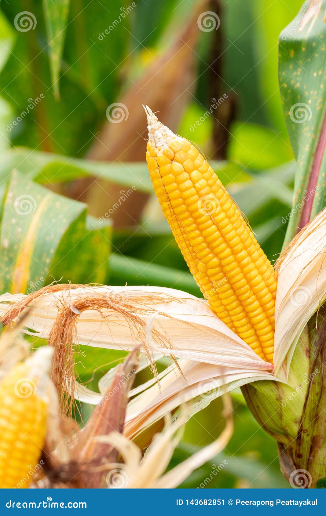 yellow cob of sweet corn on the field. collect corn crop