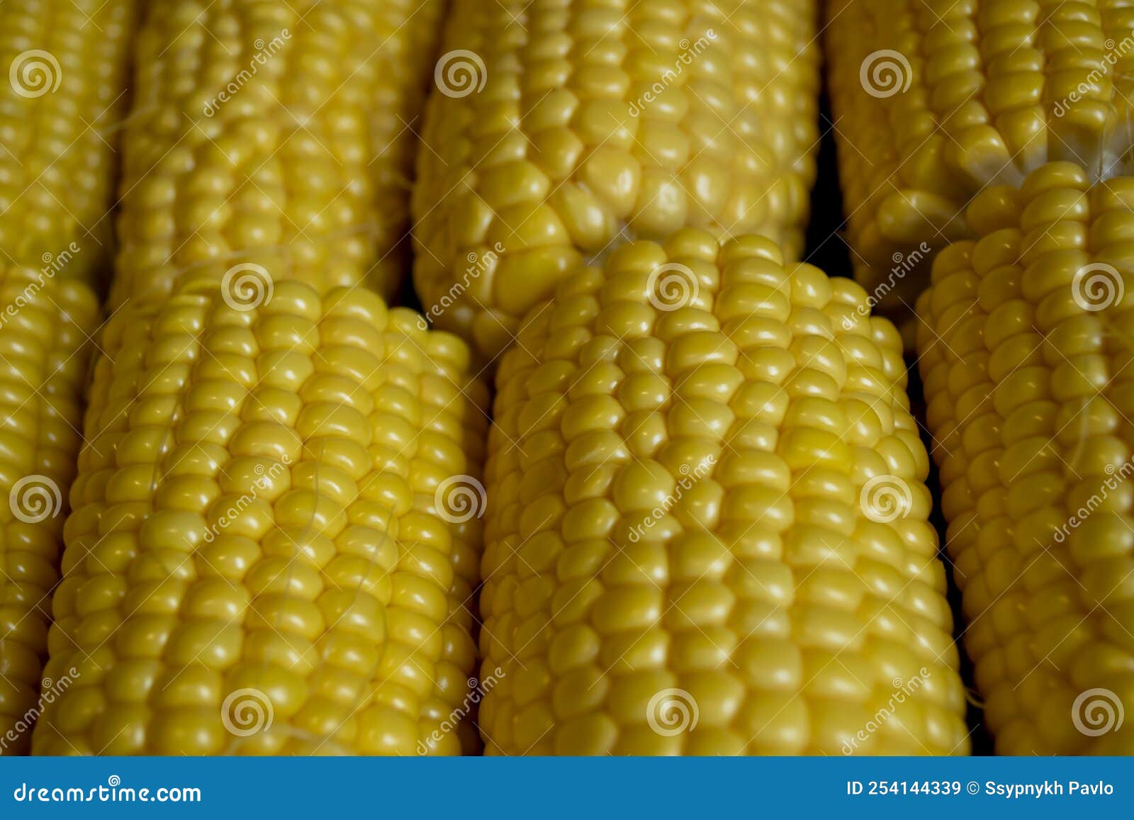 Yellow Cobs Of Corn Before Cooking Sweet Heads With Yellow Grains yellow-cobs-of-corn-before-cooking-sweet-heads-with-yellow-grains