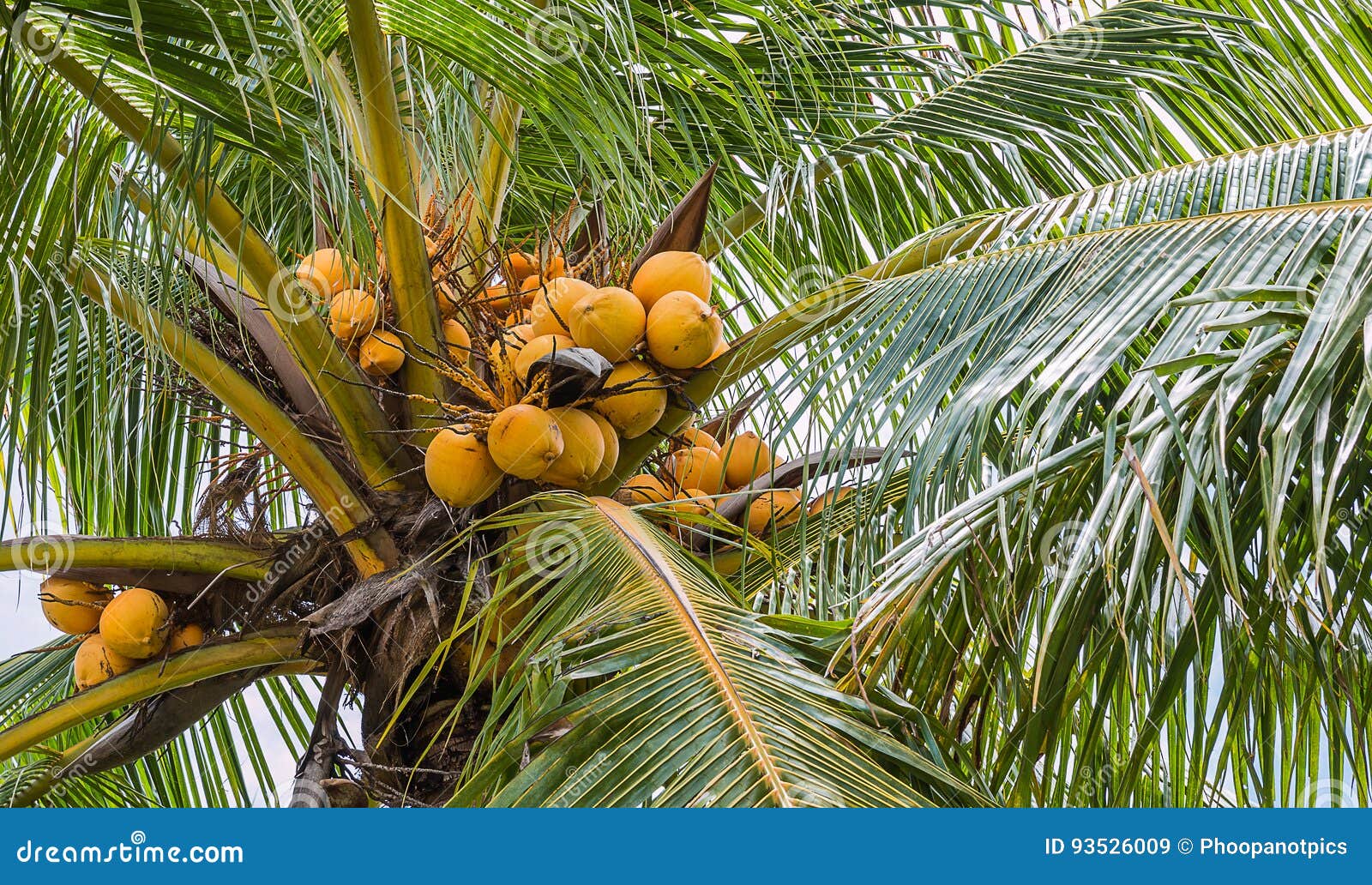 Yellow coconut stock image. Image of fruit, leave, fresh - 93526009