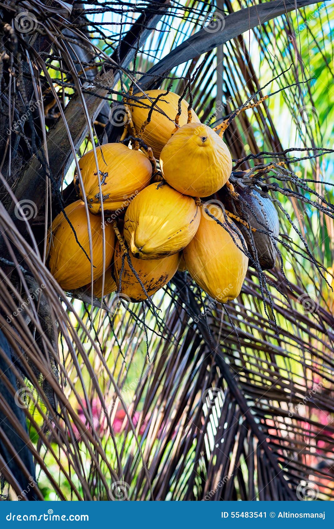 YELLOW COCONUT TREE CLOSE UP with BUNCH of COCONUTS Stock Image Image