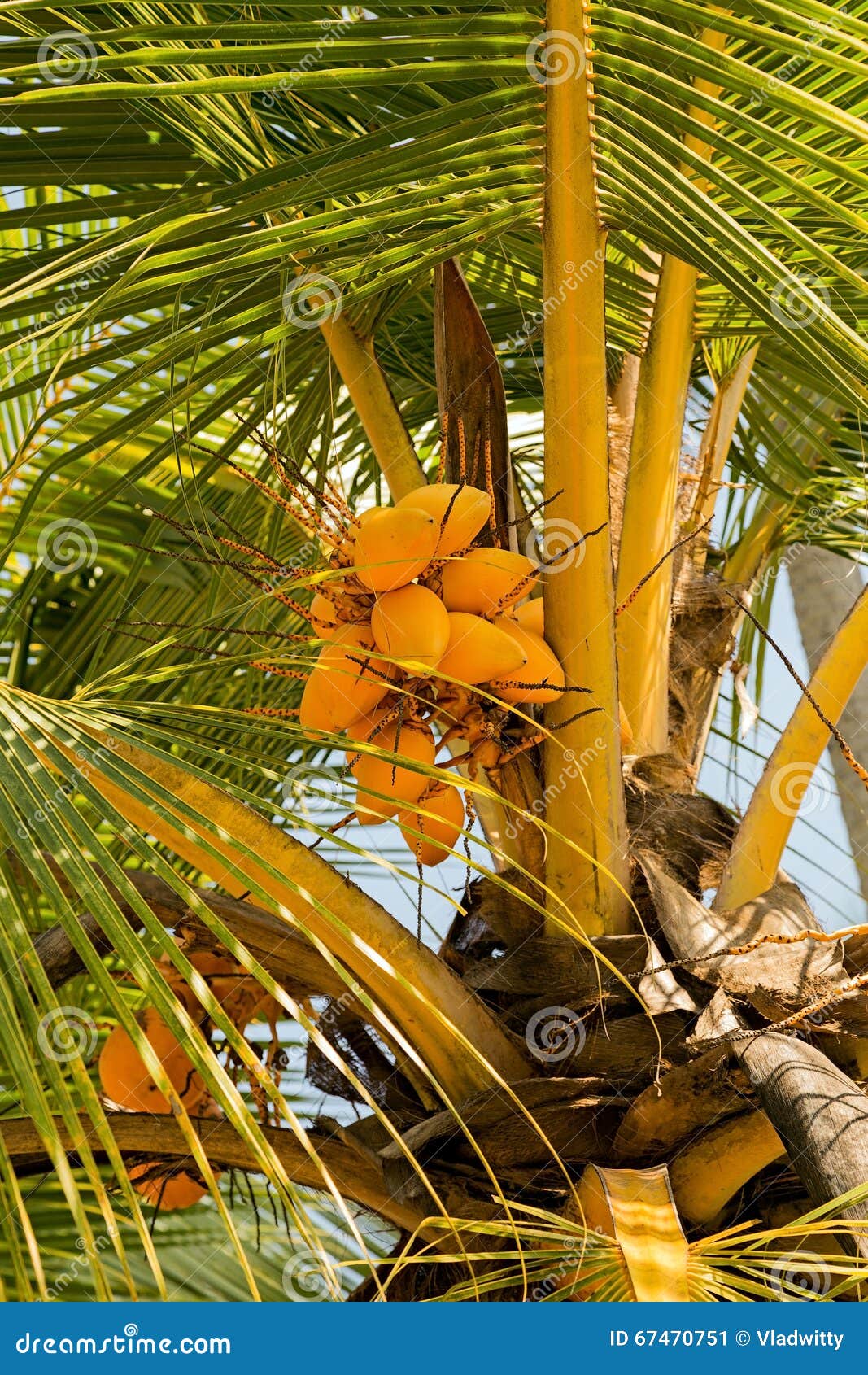 Yellow coconut tree stock image. Image of island, beach 67470751