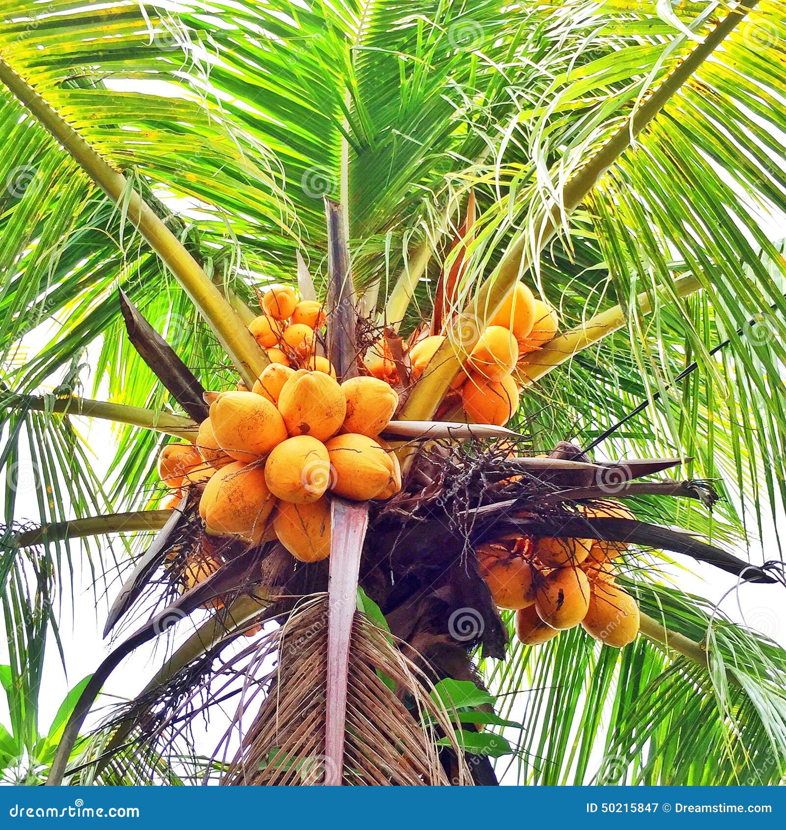 Yellow coconuts stock image. Image of food, yellow, palm 50215847