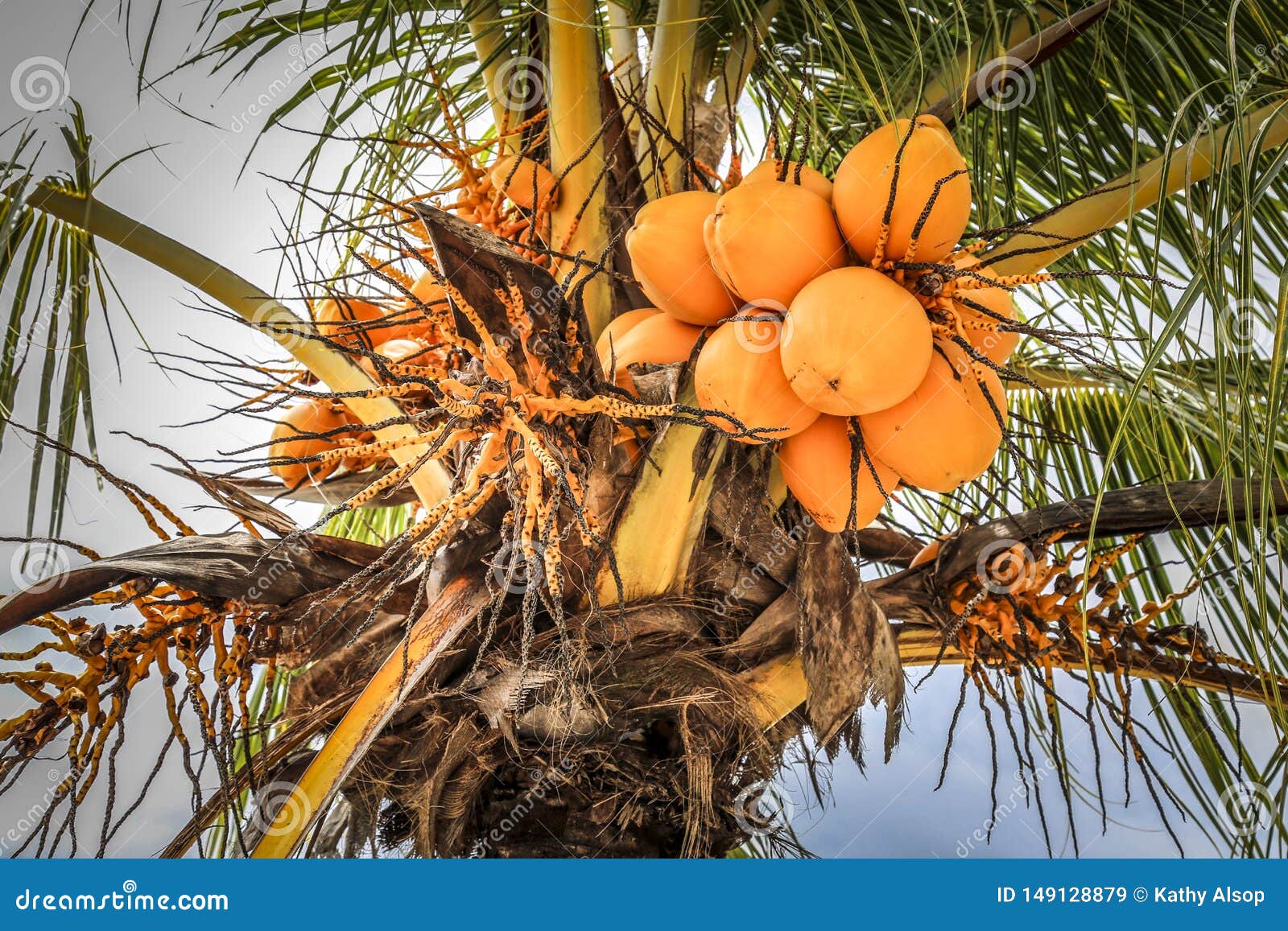 Yellow Coconuts On Palm Tree Stock Photography
