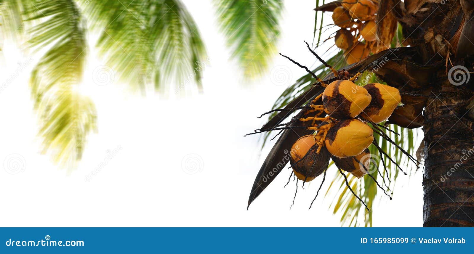 Yellow Coconuts on Palm Tree. Stock Image Image of nature, exotic