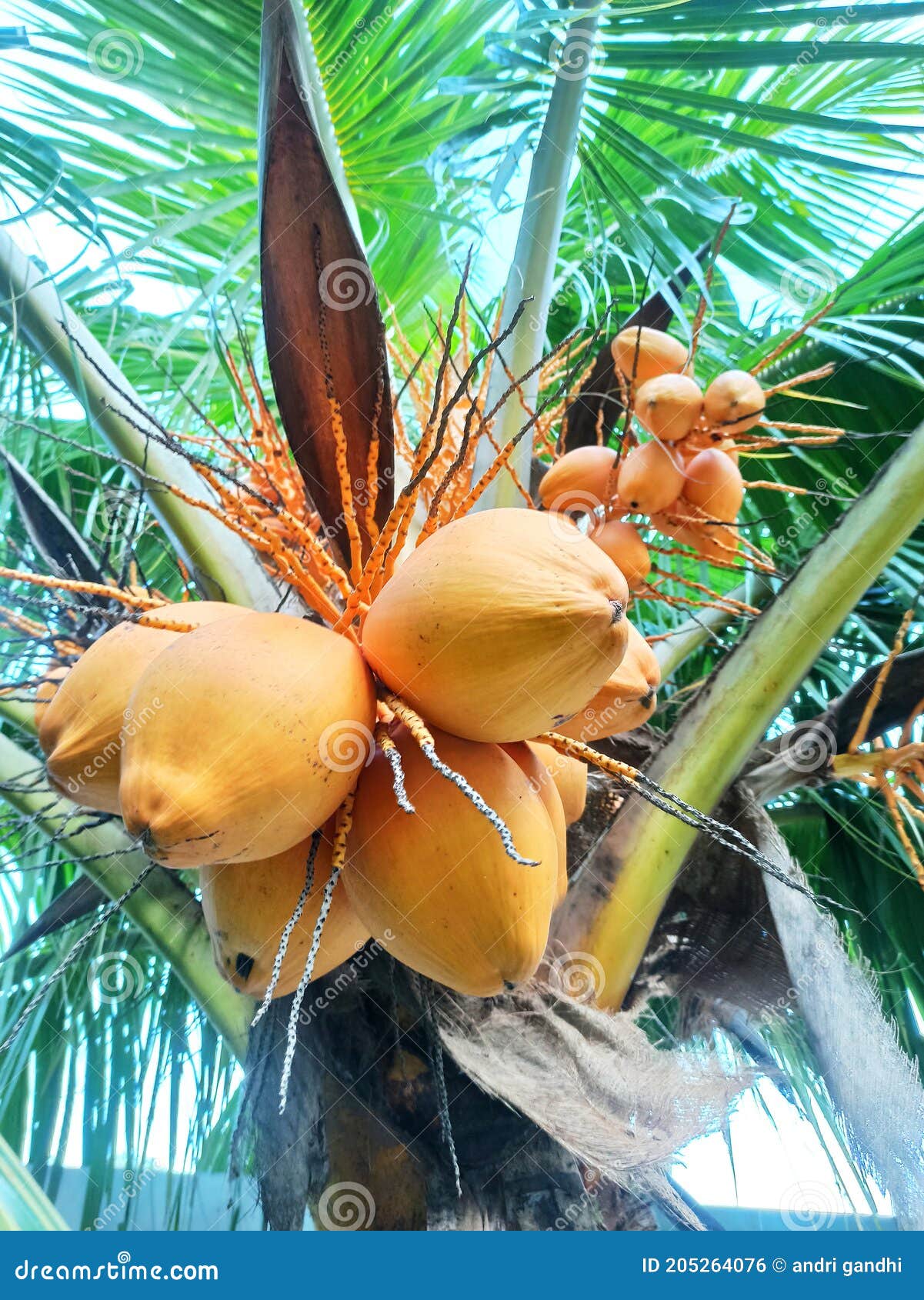 Yellow coconuts stock photo. Image of colored, yellow 205264076